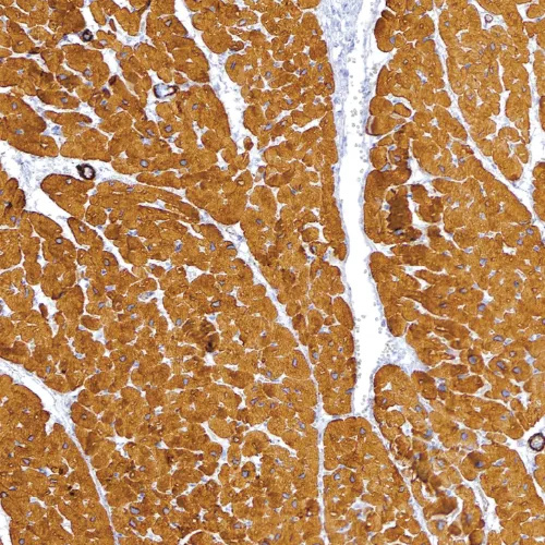 Actin, Muscle Specific Mouse Monoclonal Antibody(ARM918)