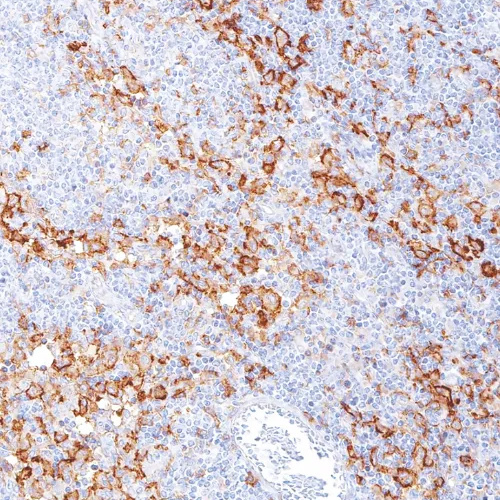 CD14 Rabbit Monoclonal Antibody(ARM937)