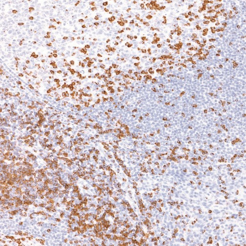 CD2 Rabbit Monoclonal Antibody(ARM941)