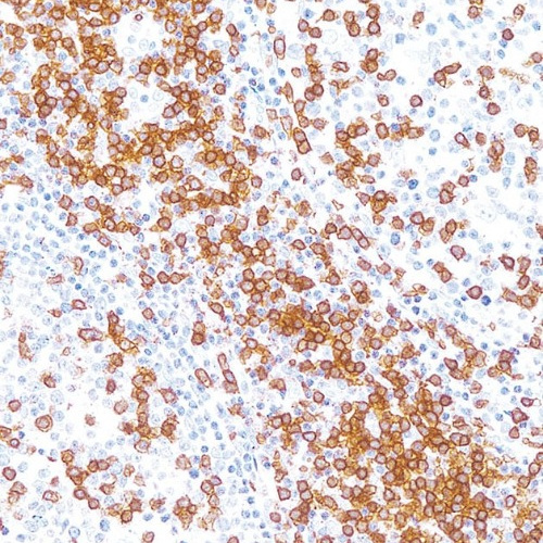 CD3 Rabbit Monoclonal Antibody(ARM946)