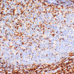 CD43 Mouse Monoclonal Antibody(ARM949)