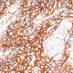 CD44 Rabbit Monoclonal Antibody(ARM950)
