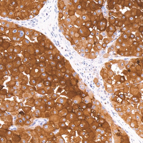 CD63 Mouse Monoclonal Antibody(ARM956)