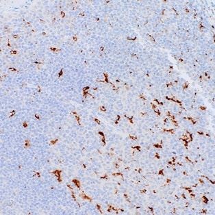 CD68 Mouse Monoclonal Antibody(ARM957)