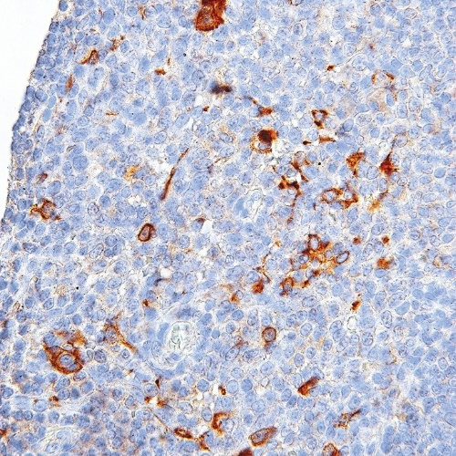 CTLA-4 Rabbit Monoclonal Antibody(ARM971)