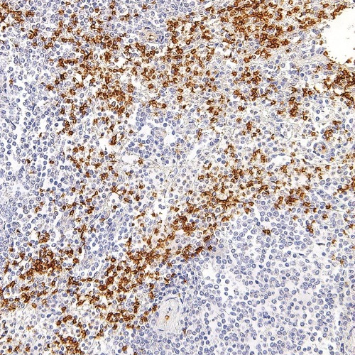 Glycophorin A Mouse Monoclonal Antibody(ARM999)