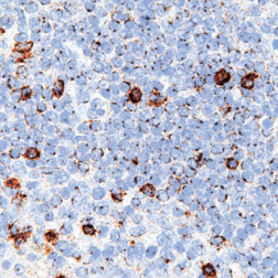 LAG3 Rabbit Monoclonal Antibody(ARM517)