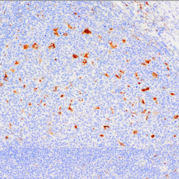 Macrophage Mouse Monoclonal Antibody(ARM521)