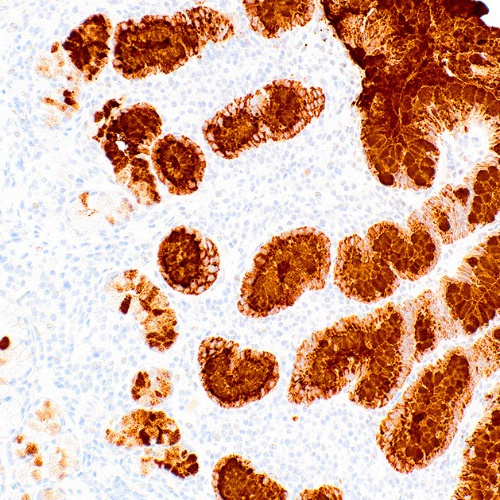 MUC5AC Mouse Monoclonal Antibody(ARM529)