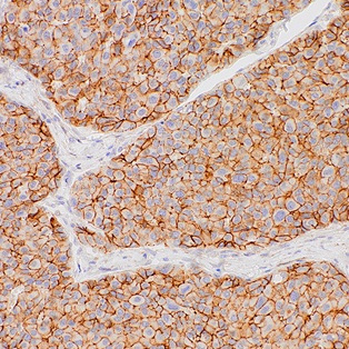 N-cadherin Rabbit Monoclonal Antibody(ARM535)