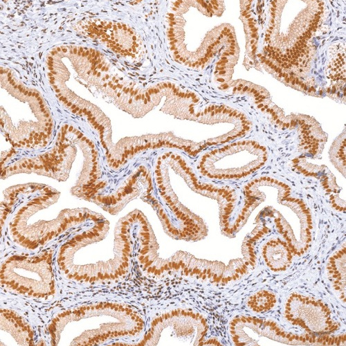 Oct-4 Mouse Monoclonal Antibody(ARM539)