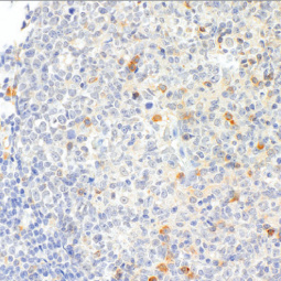 OX40 Rabbit Monoclonal Antibody(ARM540)