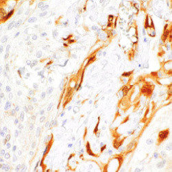 PGP 9.5 Mouse Monoclonal Antibody(ARM553)