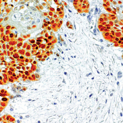 SOX-2 Rabbit Monoclonal Antibody(ARM567)
