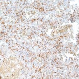 TGF&beta;1 Rabbit Monoclonal Antibody(ARM576)