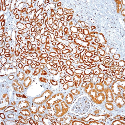 VEGF Mouse Monoclonal Antibody(ARM589)