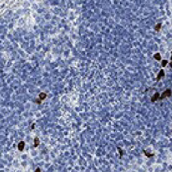 CXCL-13 Rabbit Monoclonal Antibody(ARM592)