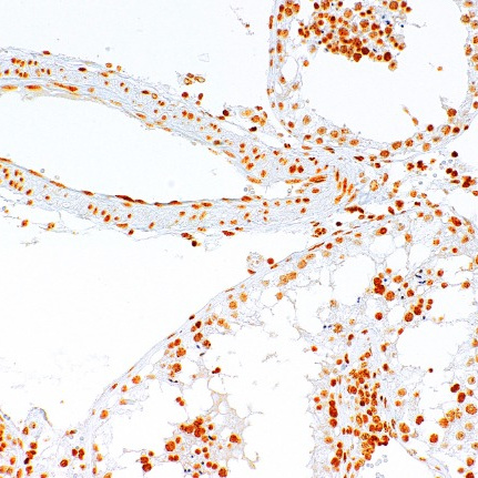 5-methylcytosine Mouse Monoclonal Antibody(ARM595)