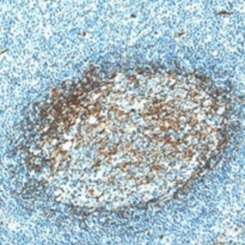 B7-H3 Rabbit Monoclonal Antibody(ARM598)