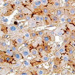 CD13 Rabbit Monoclonal Antibody(ARM603)