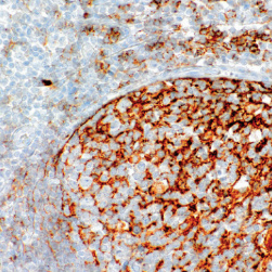 CD35 Rabbit Monoclonal Antibody(ARM606)